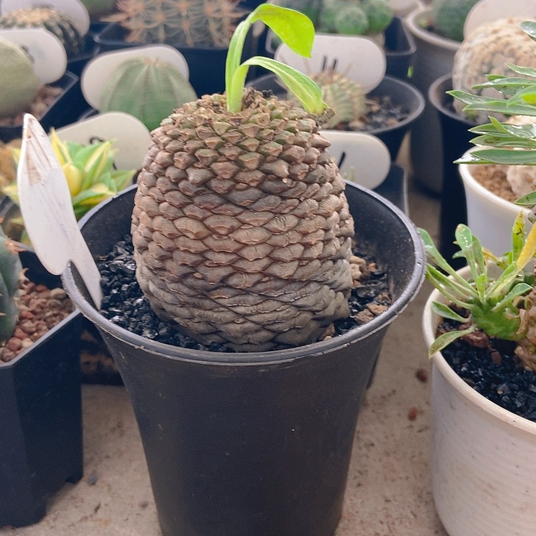 铁甲丸一物一拍的