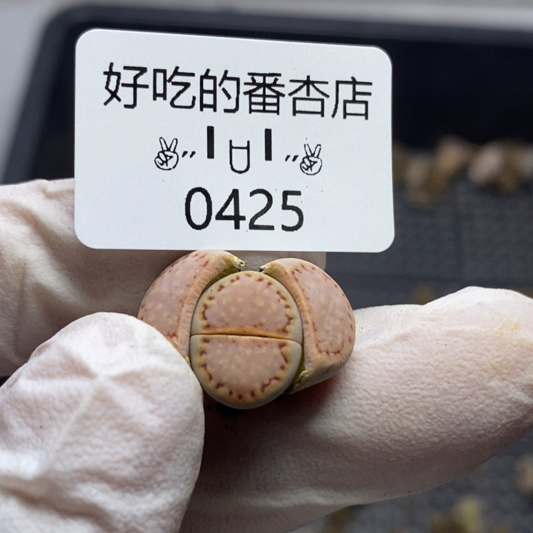 0425。零下拍保温。