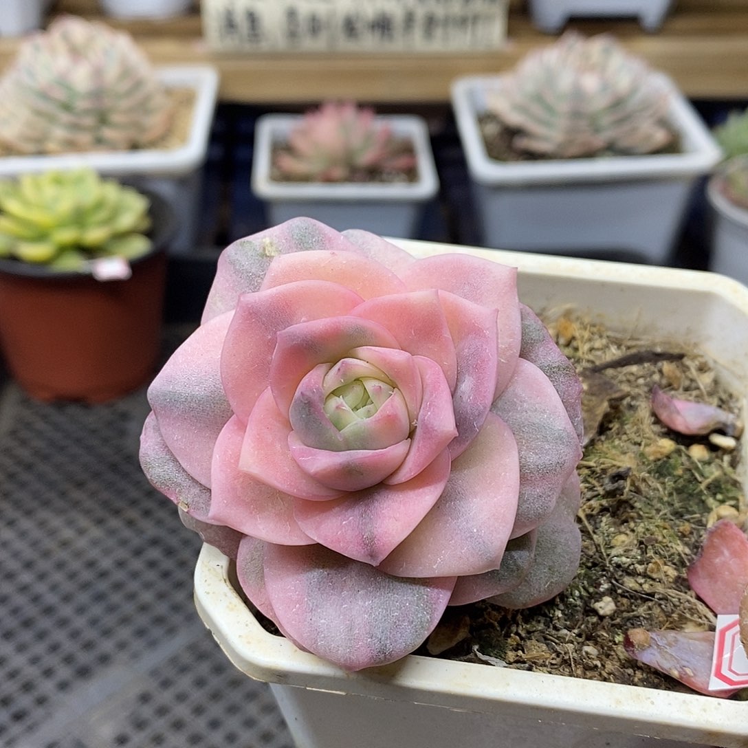 0983 可爱玫瑰彩锦