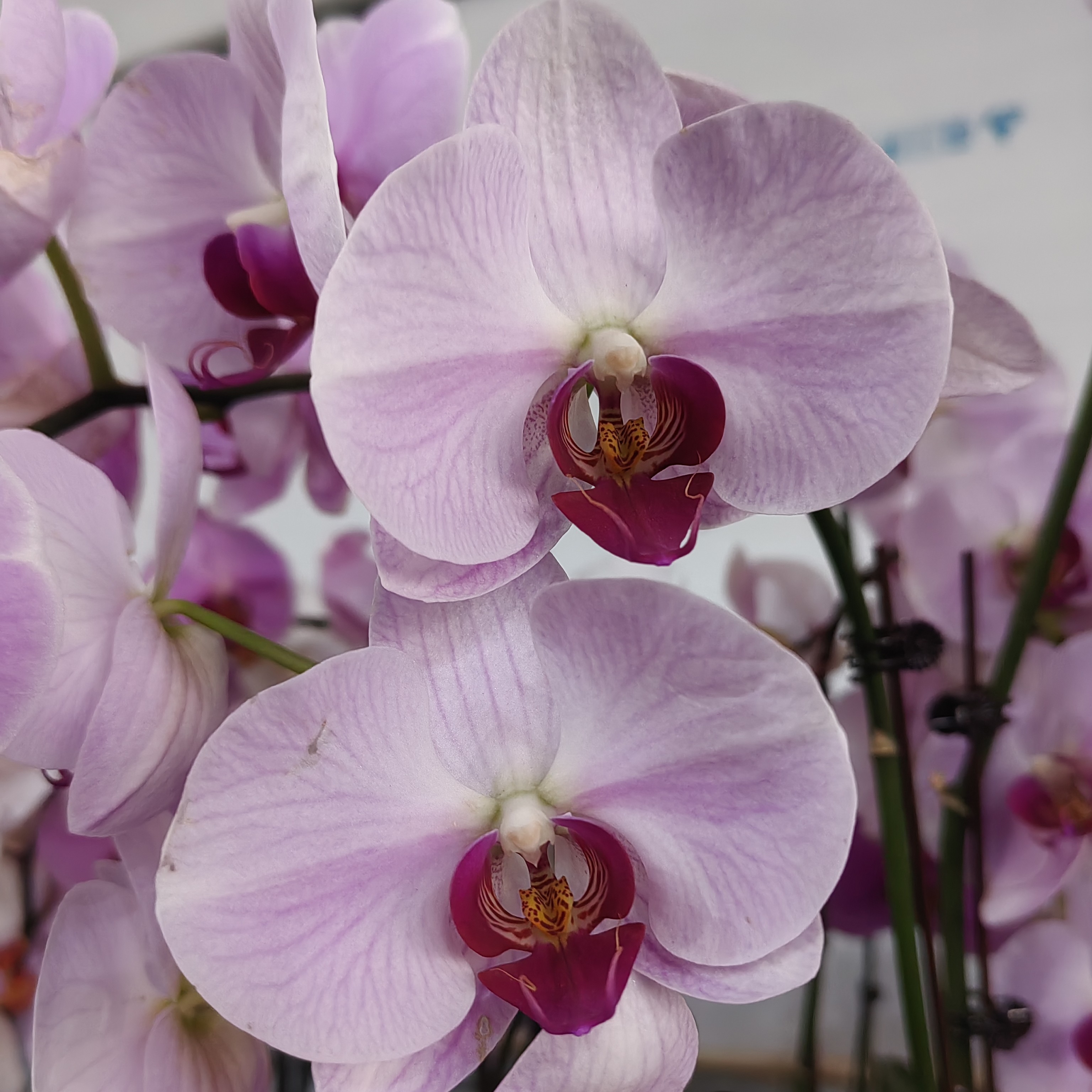 蝴蝶兰——月光之恋(任意两颗包邮只拍一颗发苗)