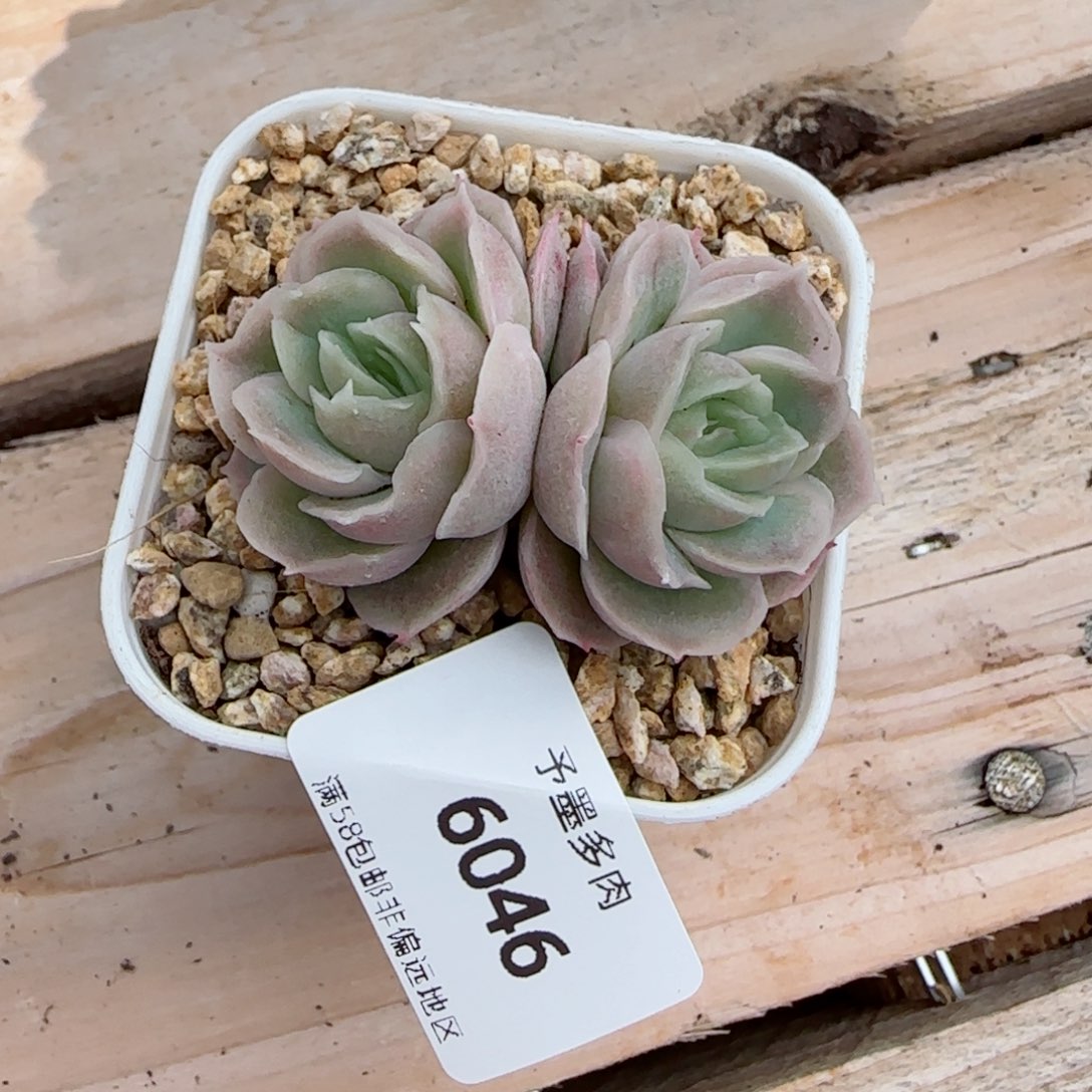 虾饺，6046多肉植物