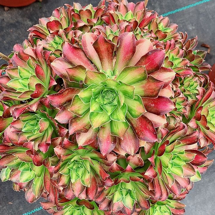 少华法师图片多肉植物