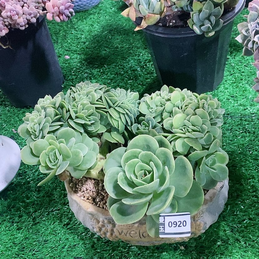 【闪购商品】星娜塔缀0920