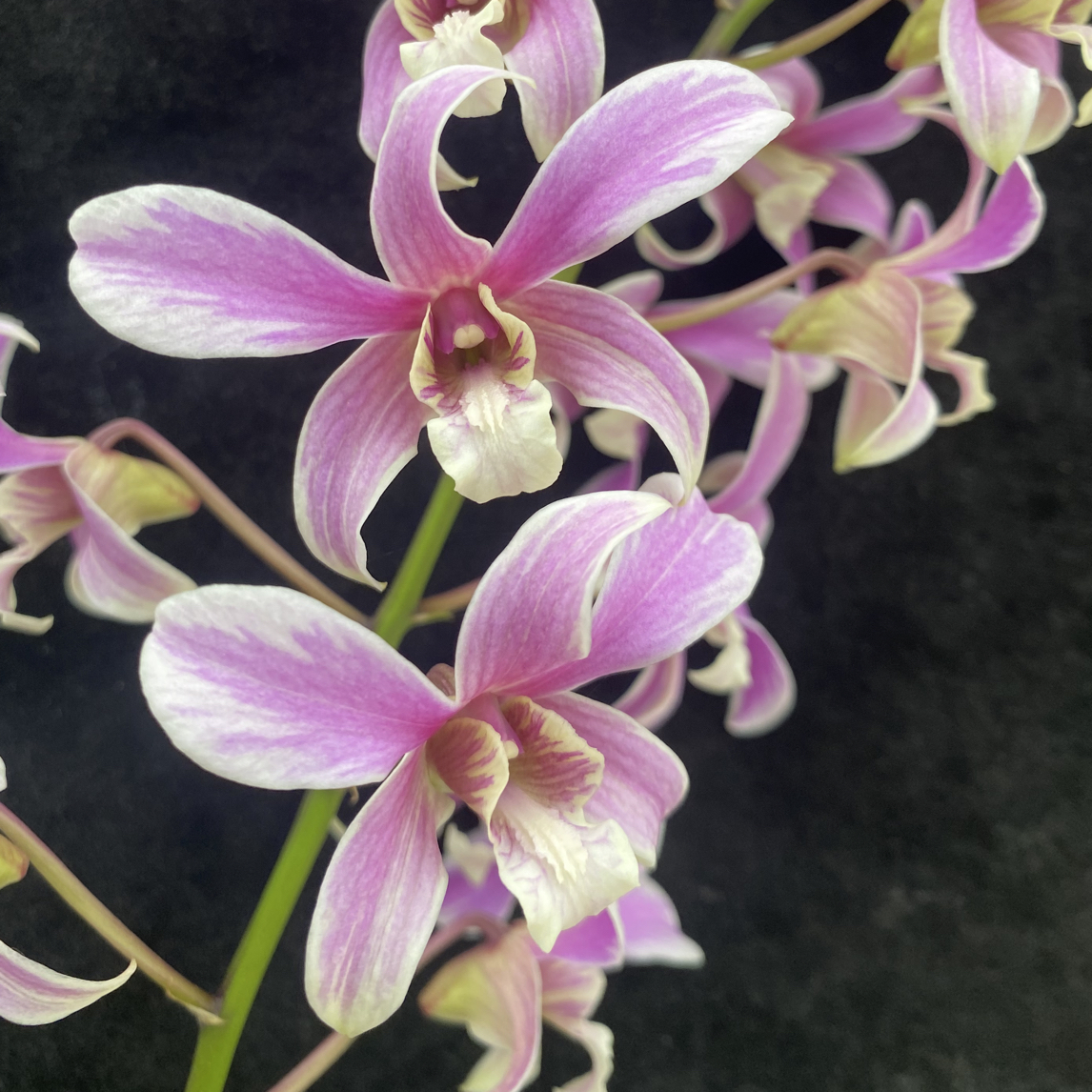 泼墨秋石斛粉红竹