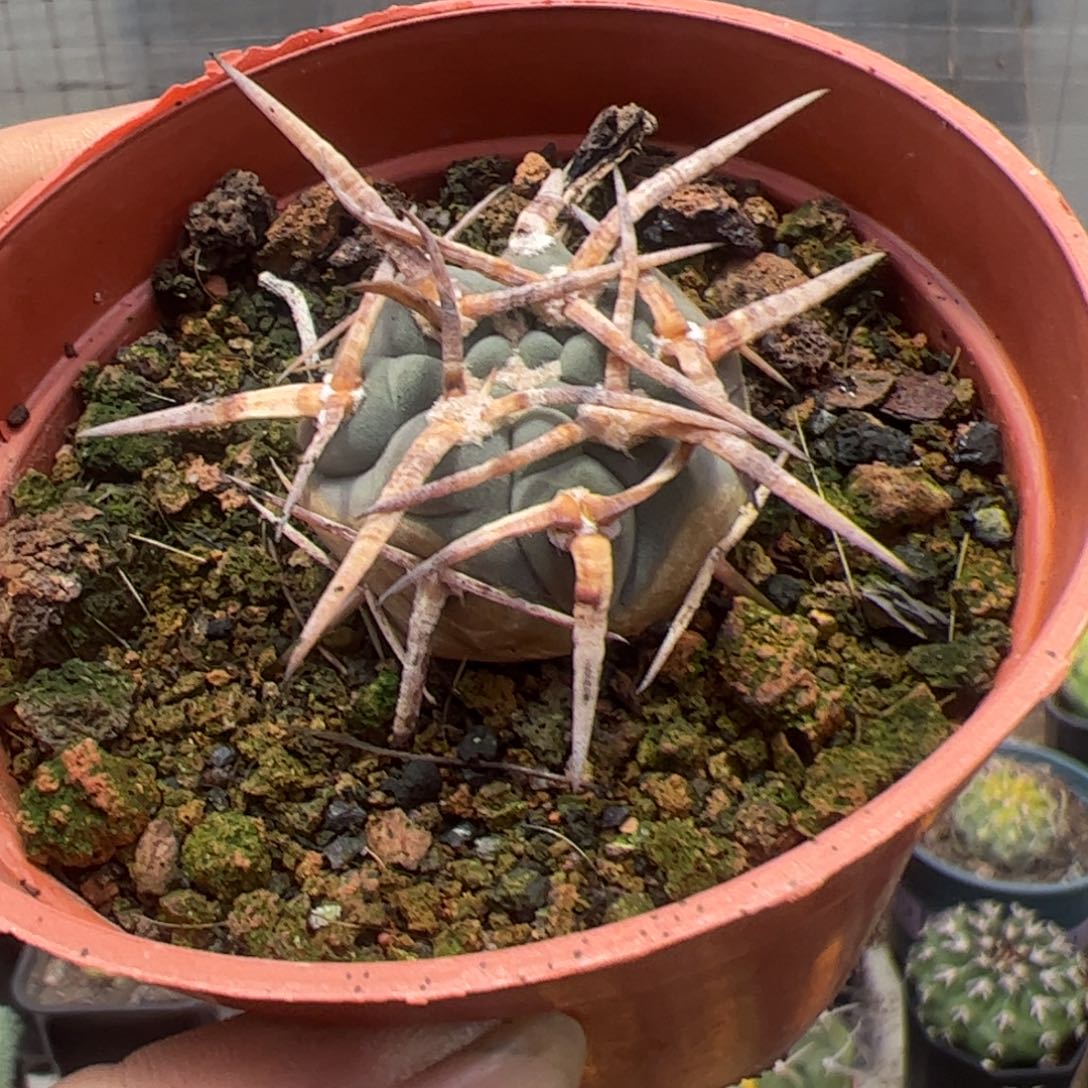 实生精选逛琳玉仙人球