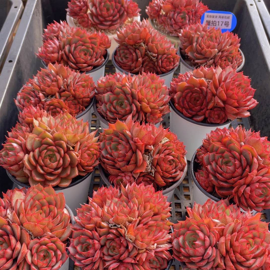 量拍17号 安娜玫瑰大群生一个