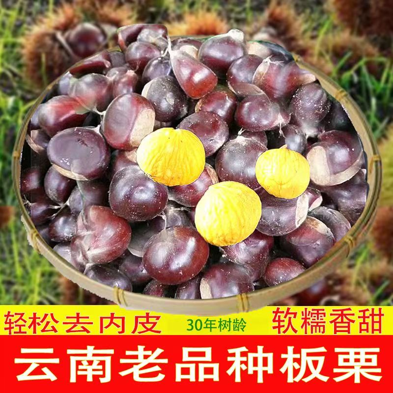 板栗2025年云南野生新鲜油栗毛栗子生栗农家现摘当季大果产地直发