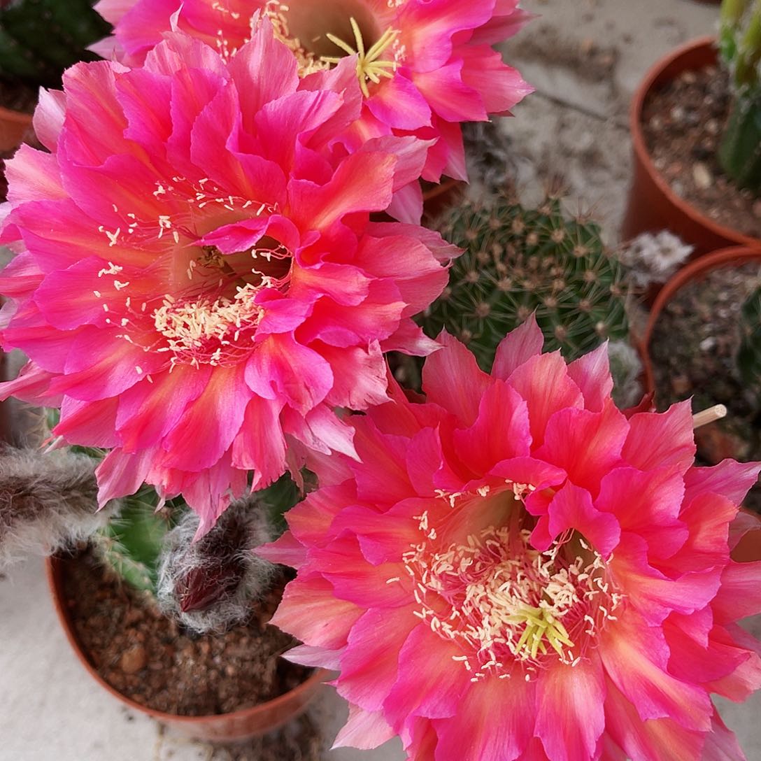 彩草93号6-7公分左右