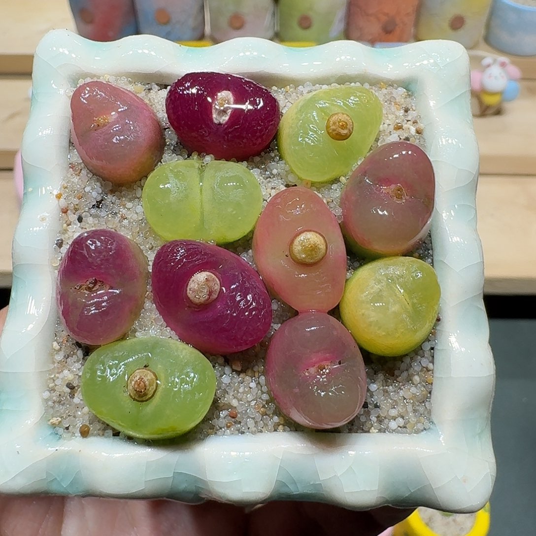 红陶蘑菇418毛汉尼