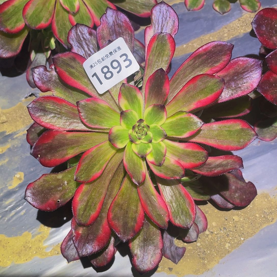 1893烟花多肉植物