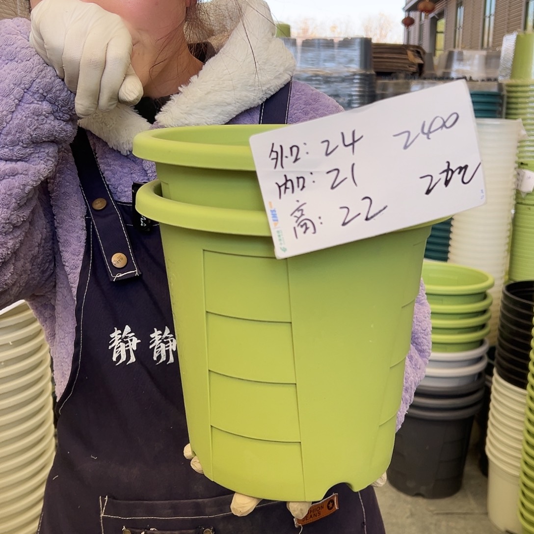 玫瑰盆240#果绿5个无托