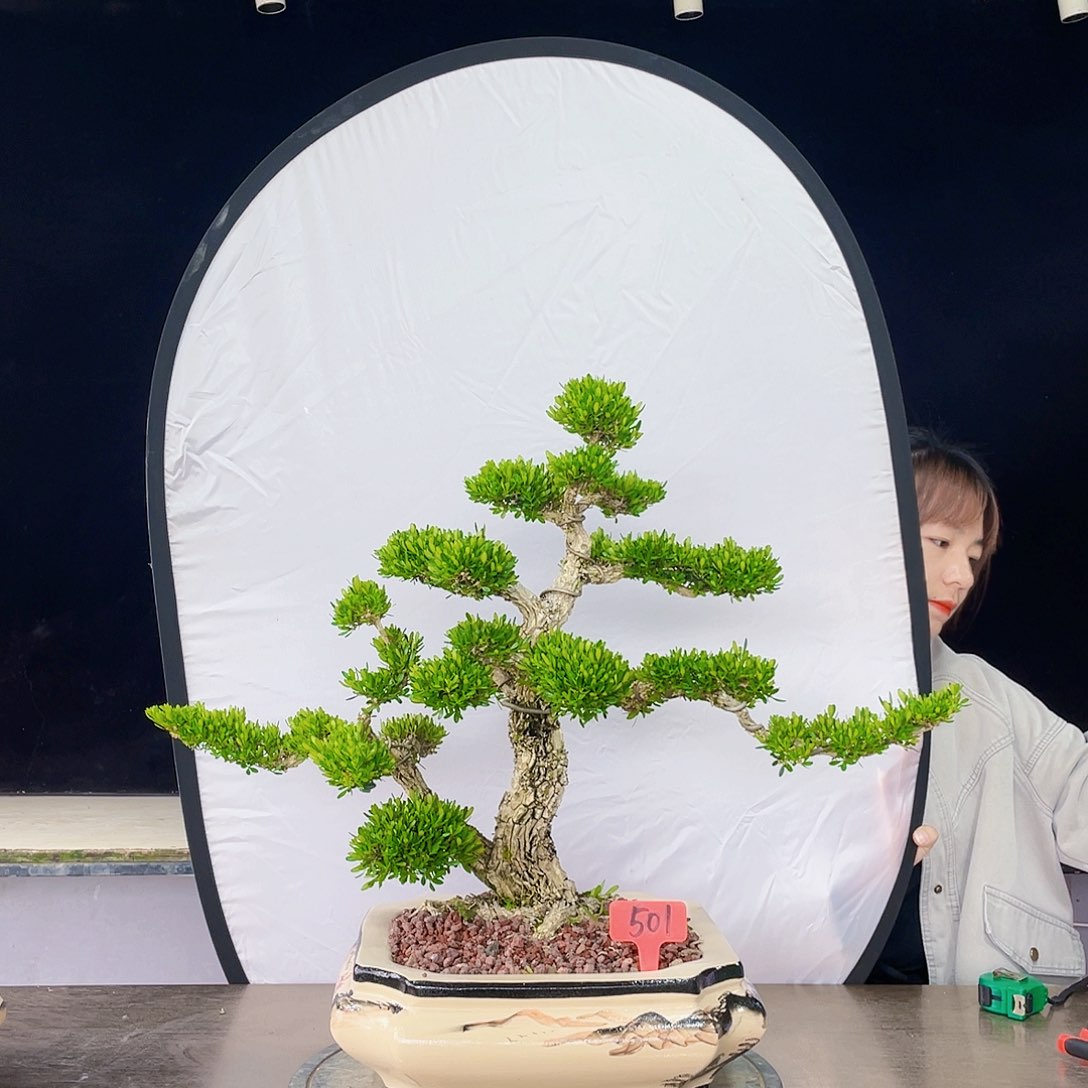完全开放黄杨盆景四季常青