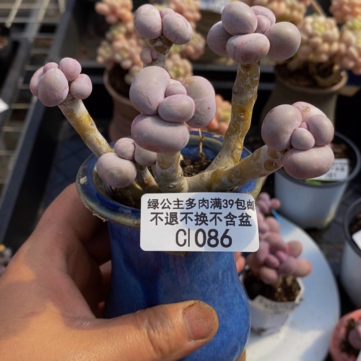 芭比奶洛老桩1086多肉植物