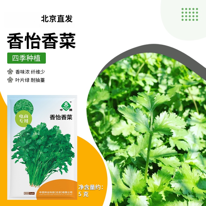 【农科院中蔬】大叶香菜种子阳台蔬菜耐寒蔬菜种子小香菜种子香菜籽