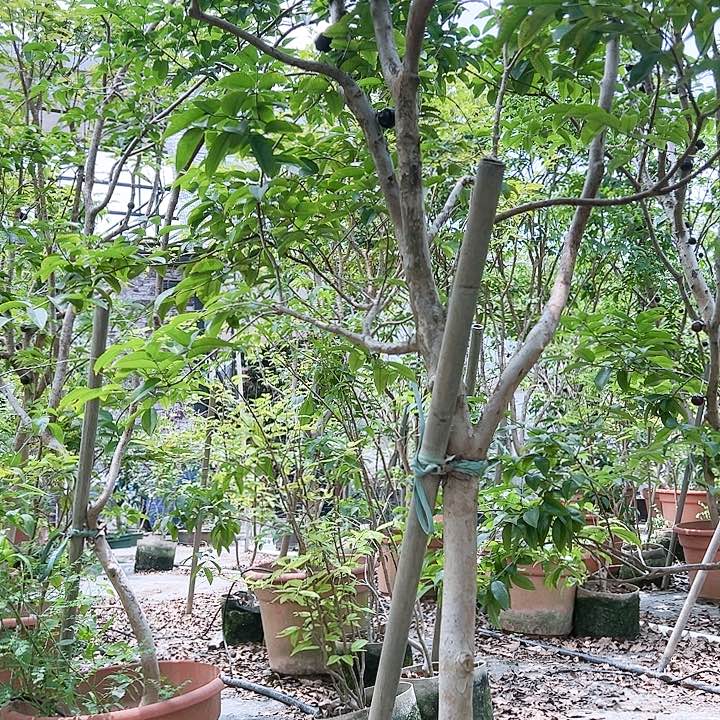 134555555555555加蓬幸**孩