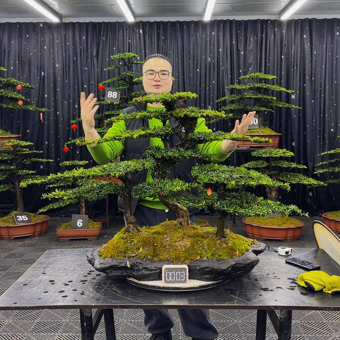 红芽罗汉松造型盆景