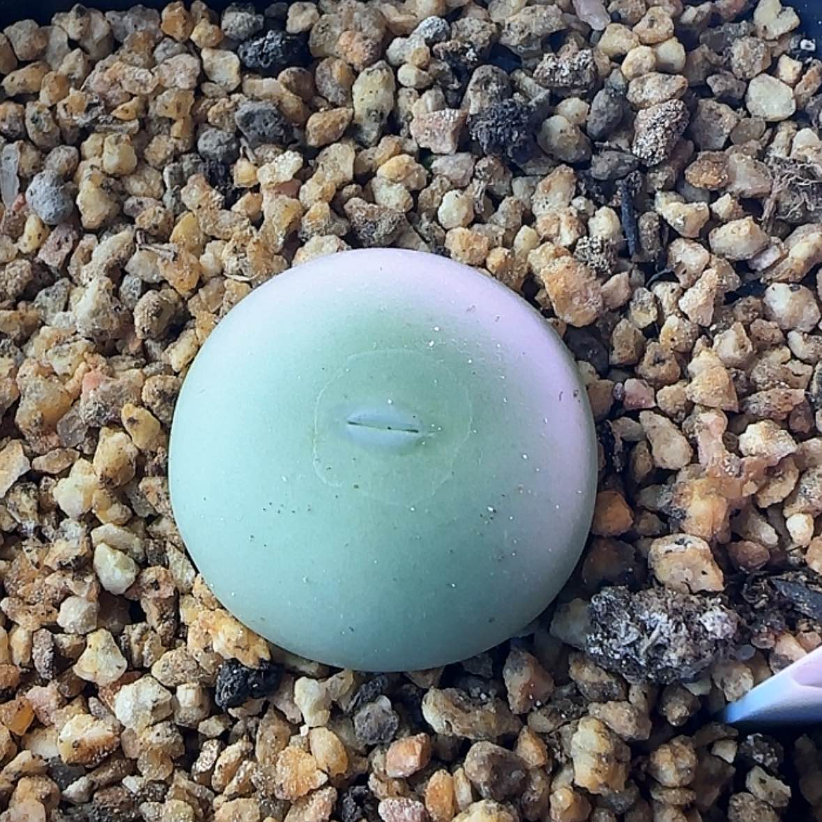 【闪购商品】白花大G12345