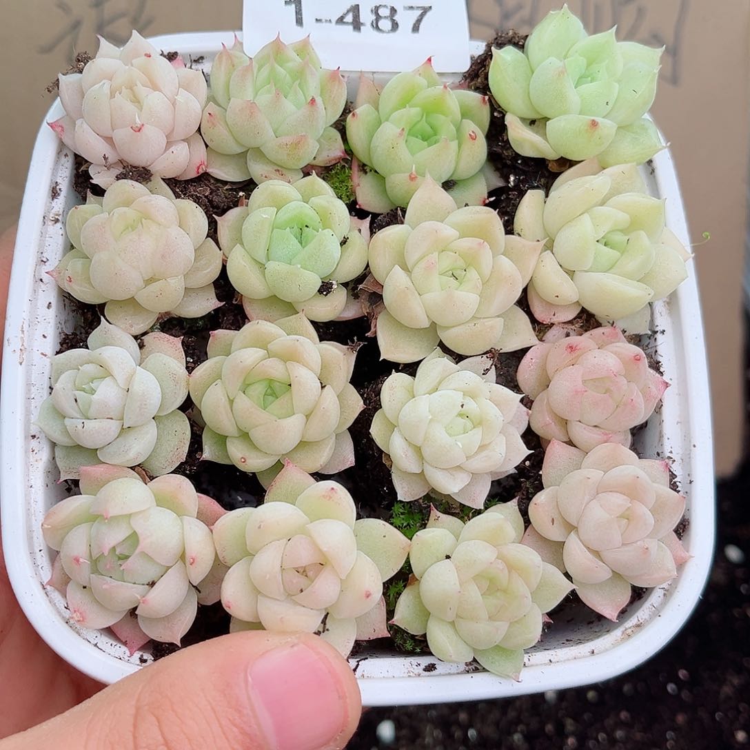 1-487 新疆西藏内蒙不发 12.8包邮多肉