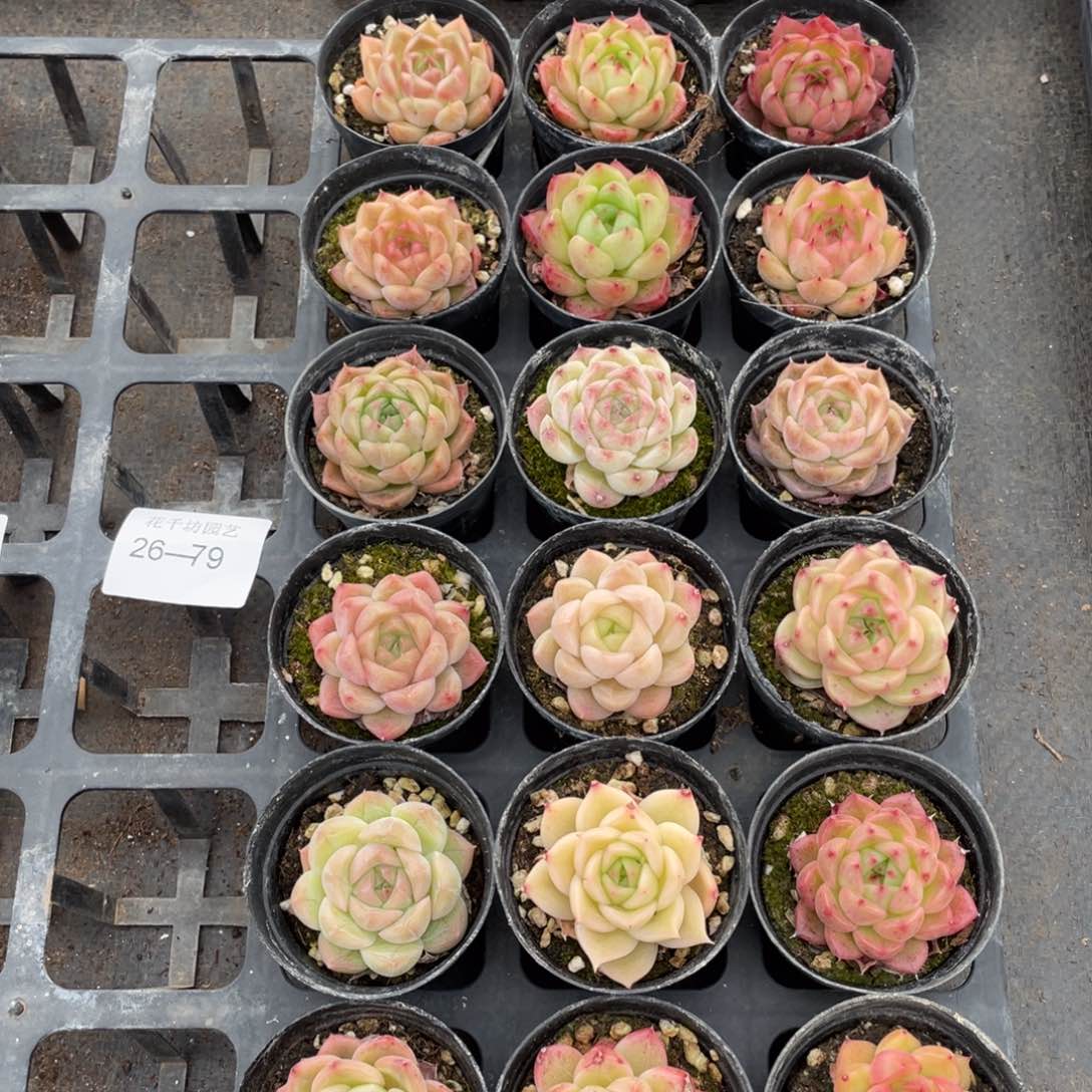 一物一拍18棵26-79