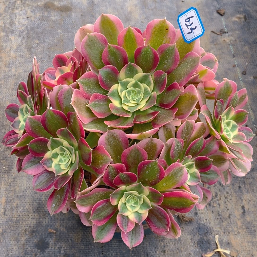 623白凤多肉法师