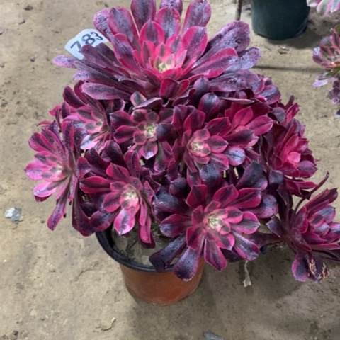 783美杜莎134567889