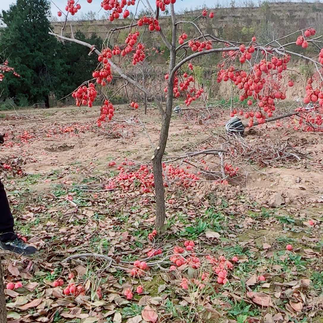 有***波无花朵火罐柿子树老桩
