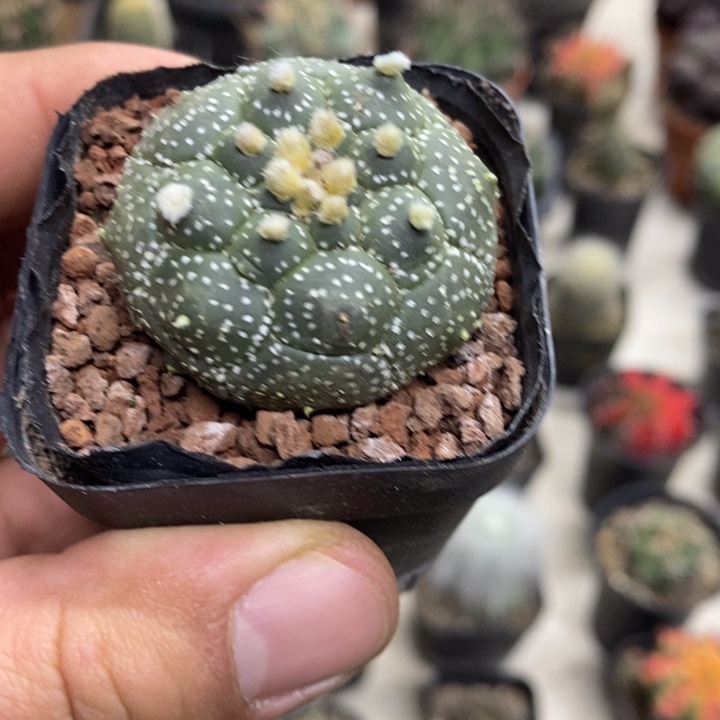 实生银纱龟甲兜特价