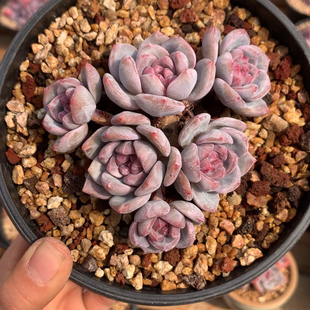 星影石榴籽紫心 一头一桩小脸9.5cm