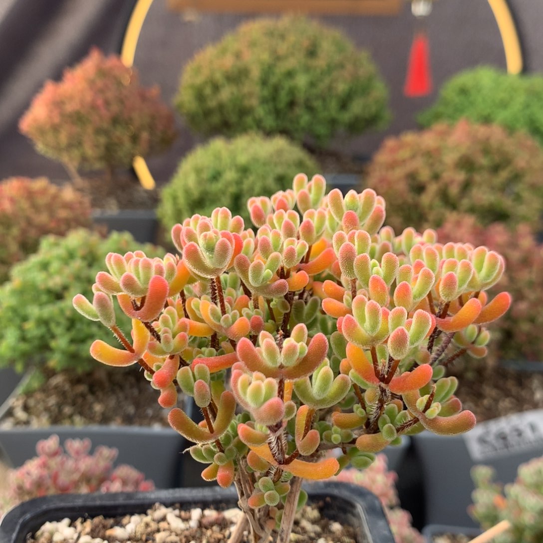 c656小星星枝干番杏