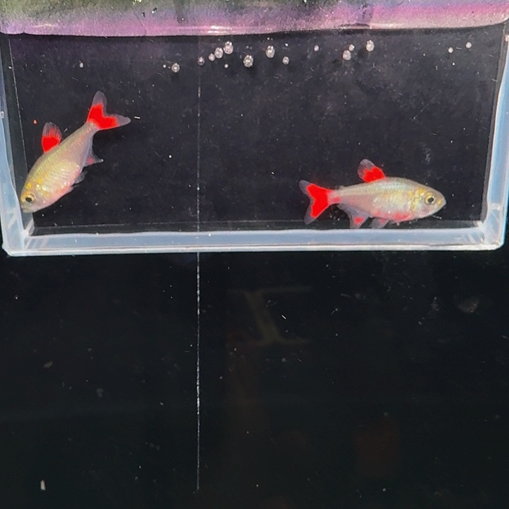 灯科鱼左下缸6号灰太狼两条有一个没脂鳍