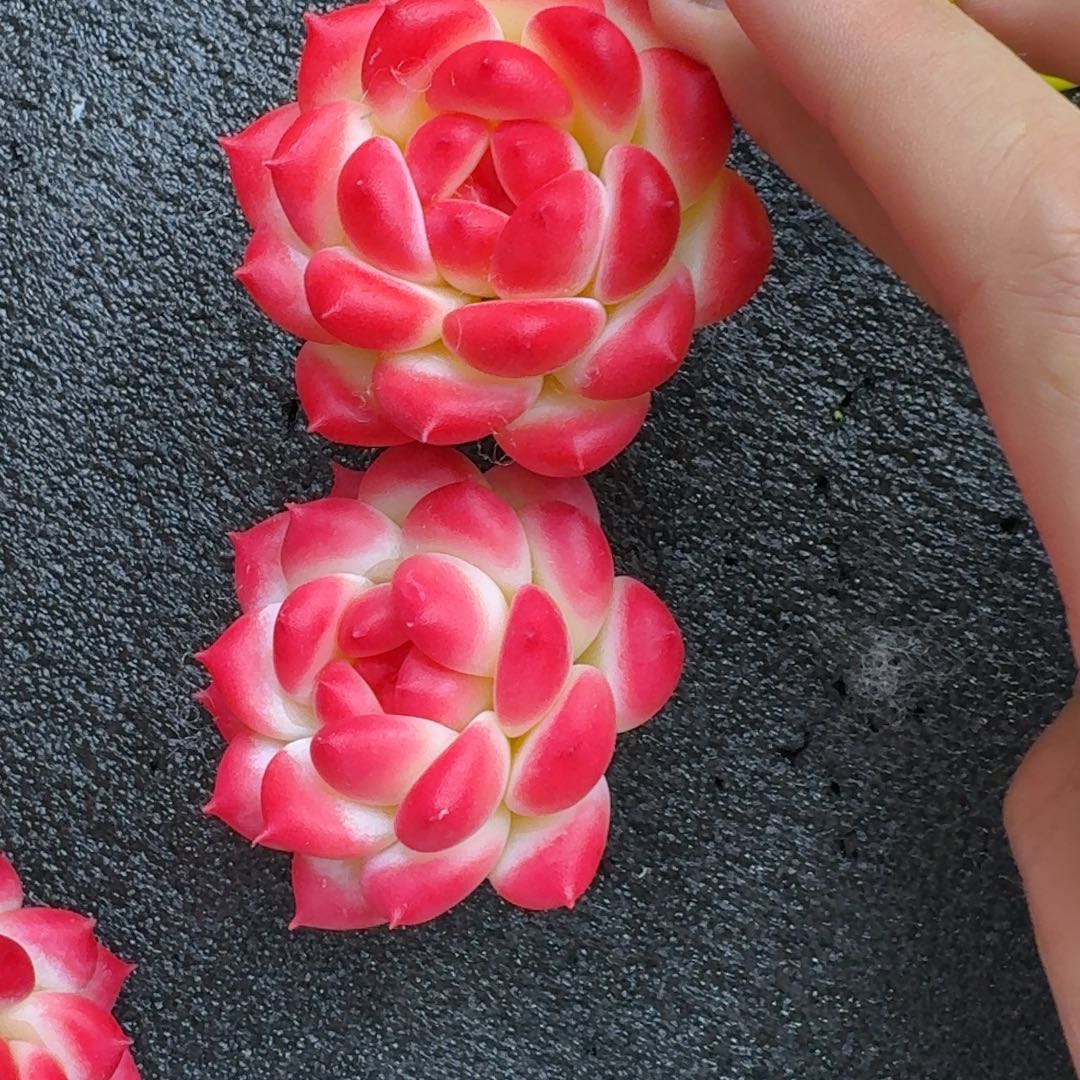 树脂制品79号噢噢噢哦哦