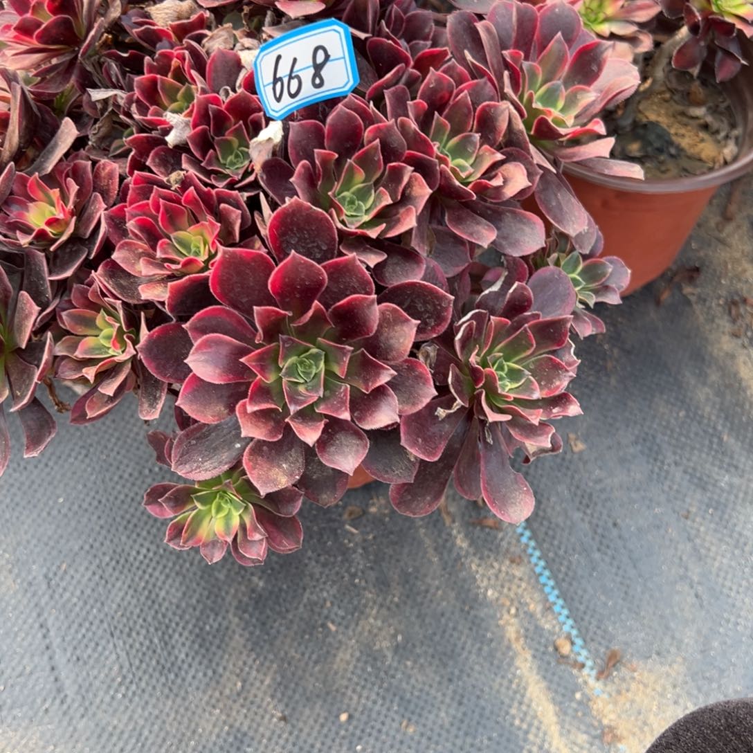 初***&668金丝雀多肉植物法师