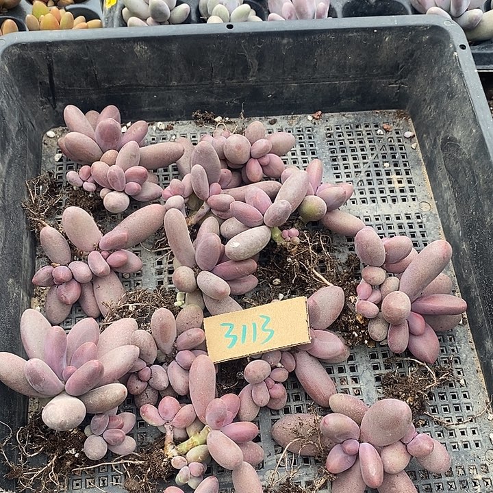 神***良无花朵3113号一物一拍糖果