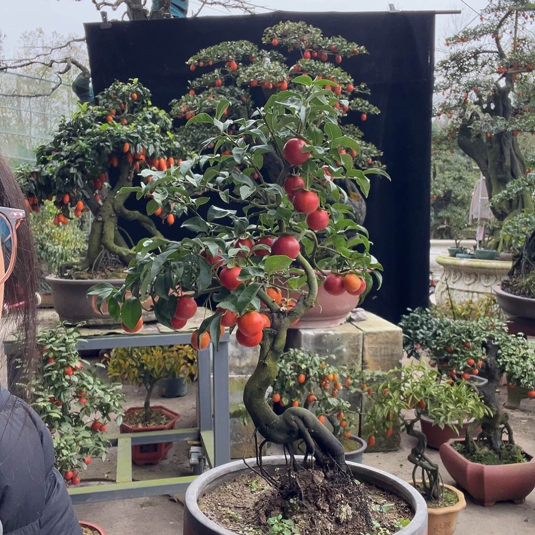 金弹子盆景的喜欢的来