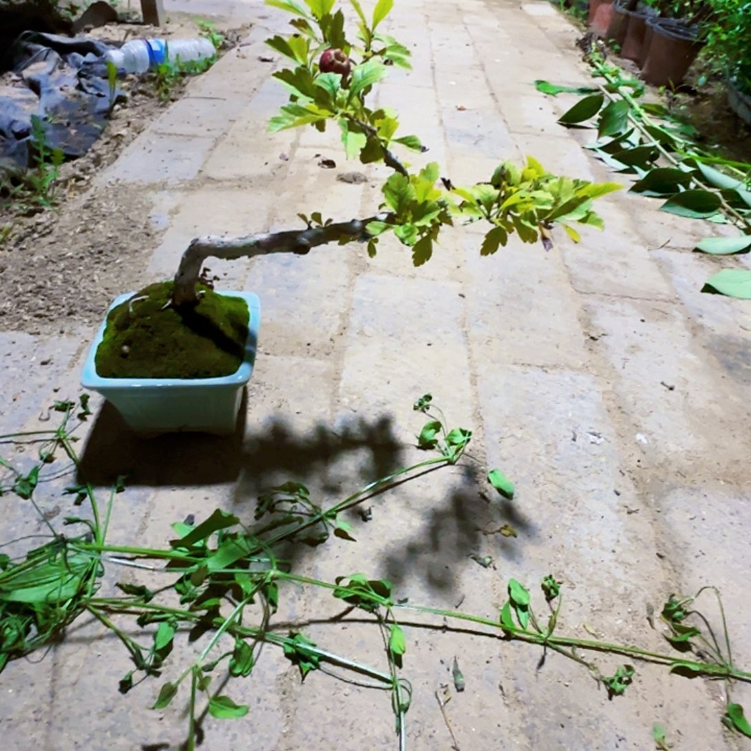 无***虫无花朵野山楂山里红的干活呢你们