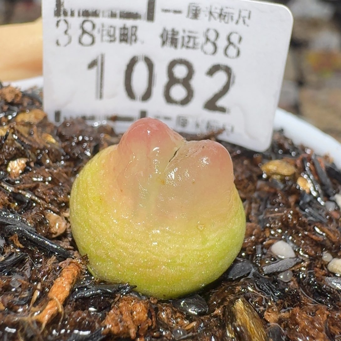 zzz生石花肉锥1082