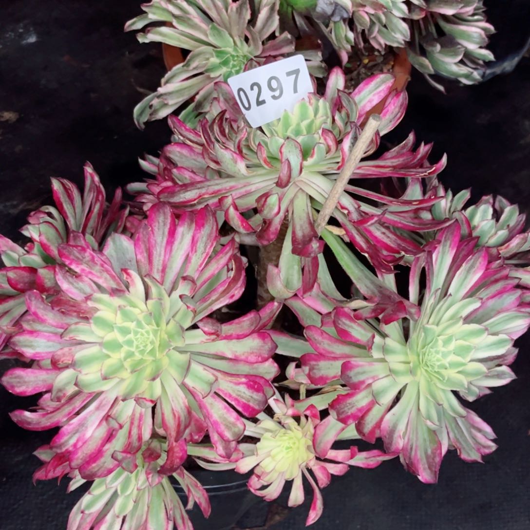 @*姐贵妃多肉不售后发货