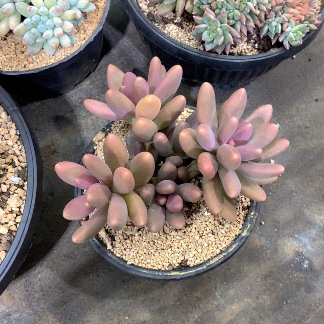 素***素糖果多肉植物老桩