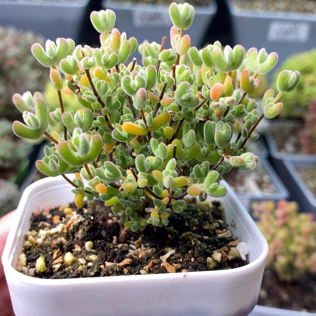 2231月曲 。        