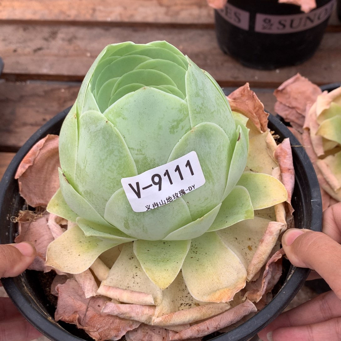 9111巨无霸粉仙女