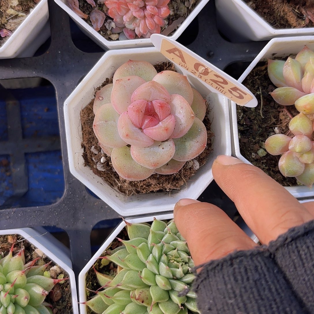 A025安娜珍妮一物语拍