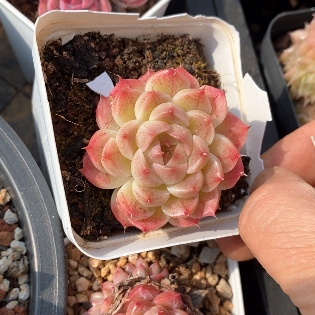 精品多肉一物一柏不包整581