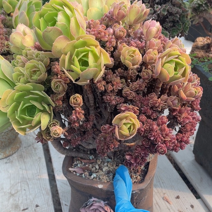 多肉植物生长调节系统第十四期作