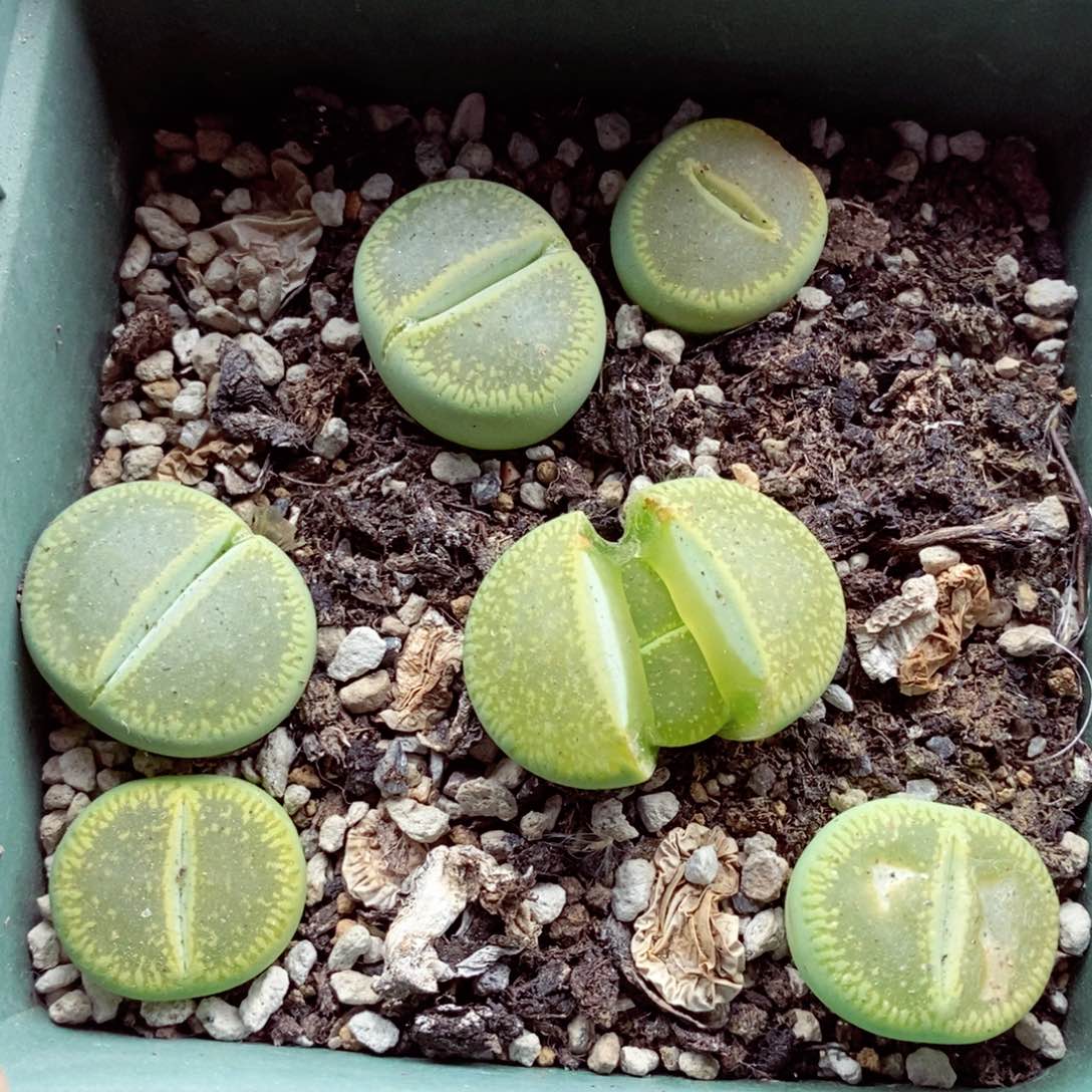 我的小姐姐们都是我028