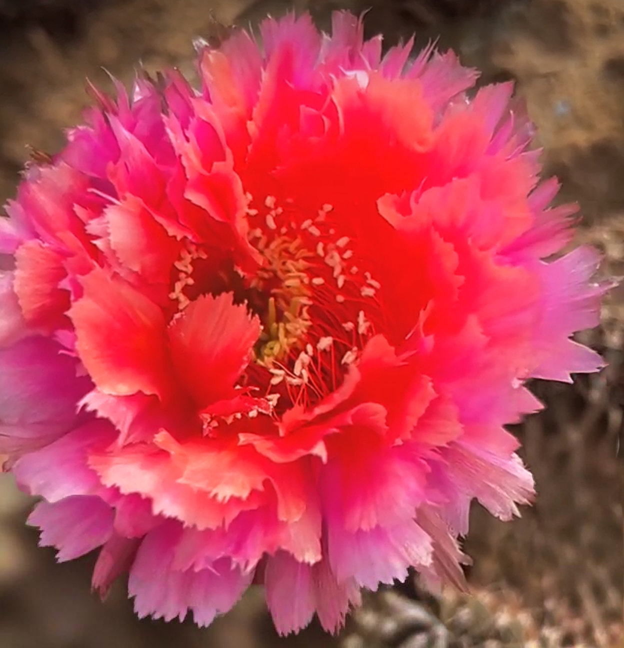 彩，洛羽，侧芽，环境不同花色花型颜色深浅不同，属于正常，介意勿拍！