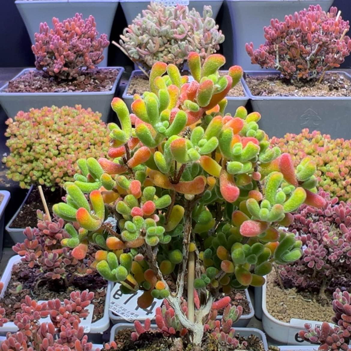 【闪购商品】e781树型小星星枝干番杏