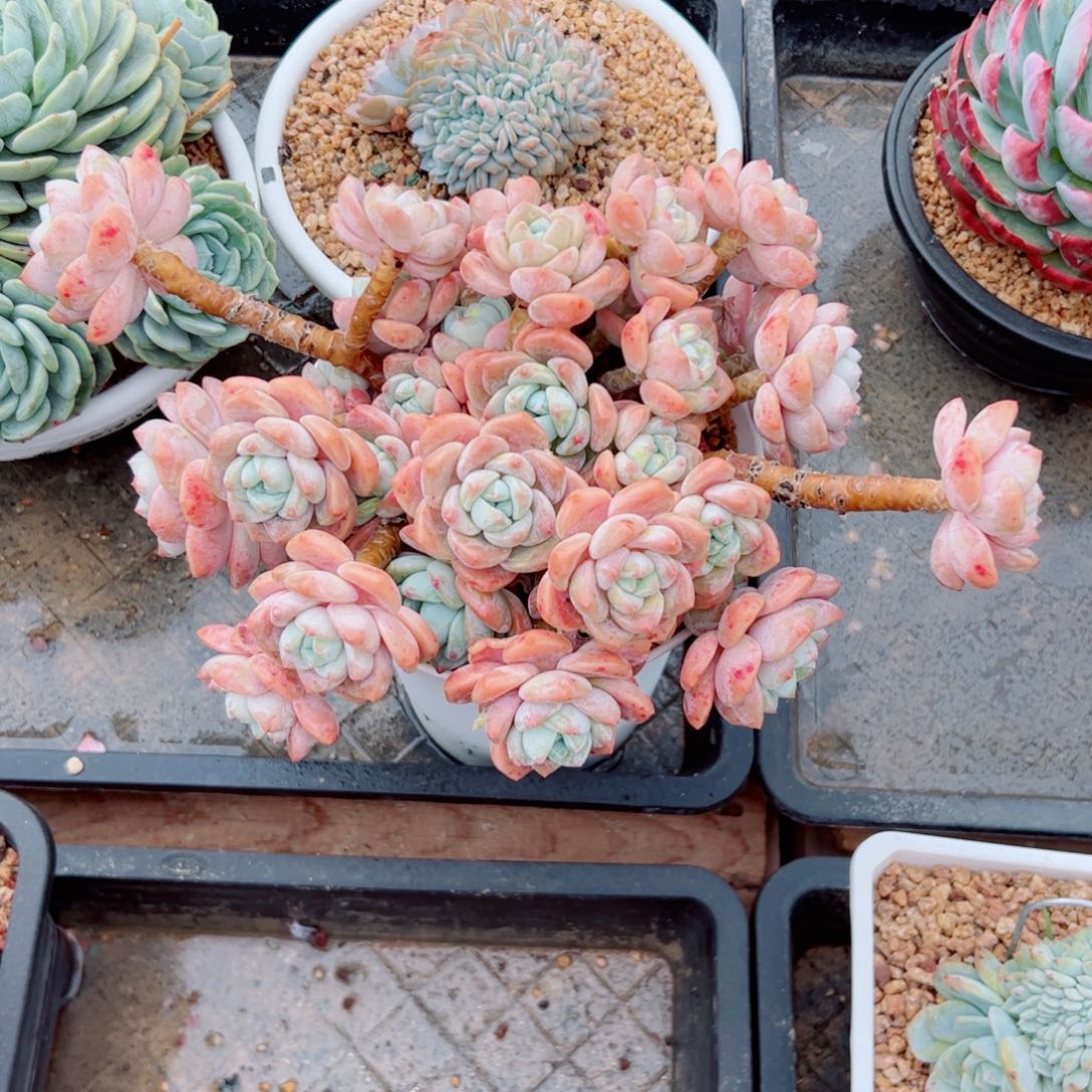 露凝香多肉植物多肉植物