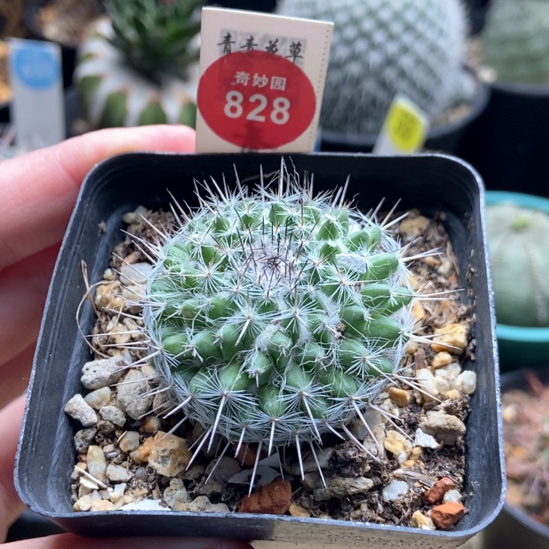 优选长刺乳突一颗仙人球