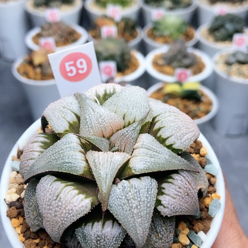 【闪购商品】59吕之星