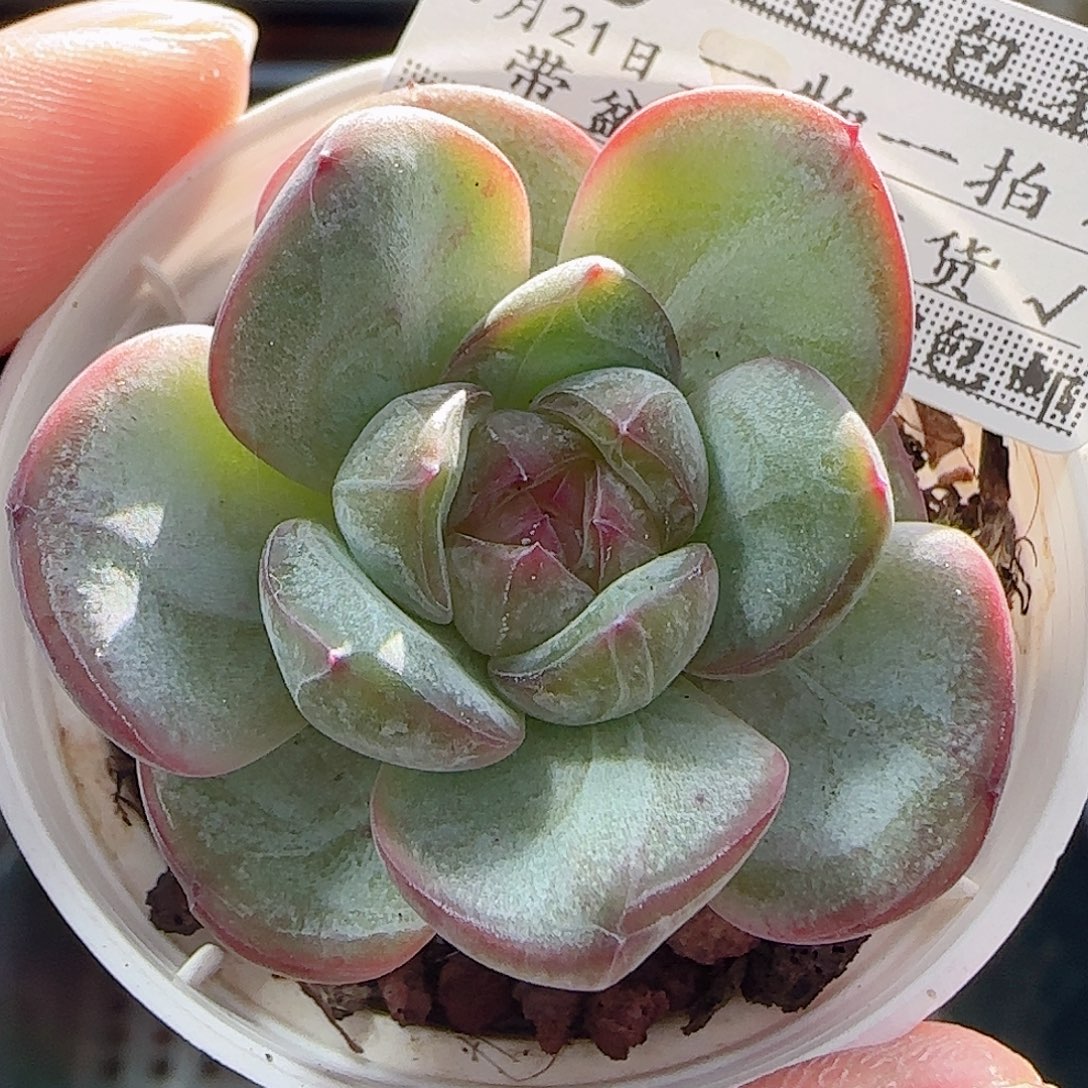 多肉0921--85星星珍妮